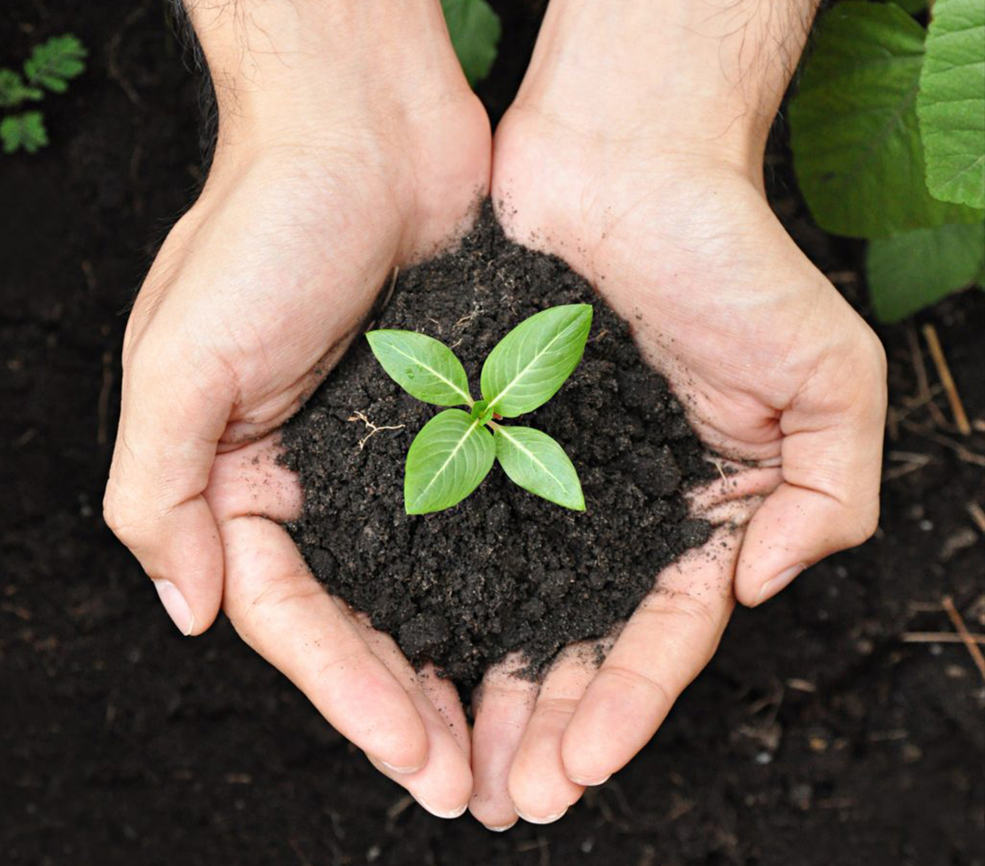 Sowing and Creating Saplings